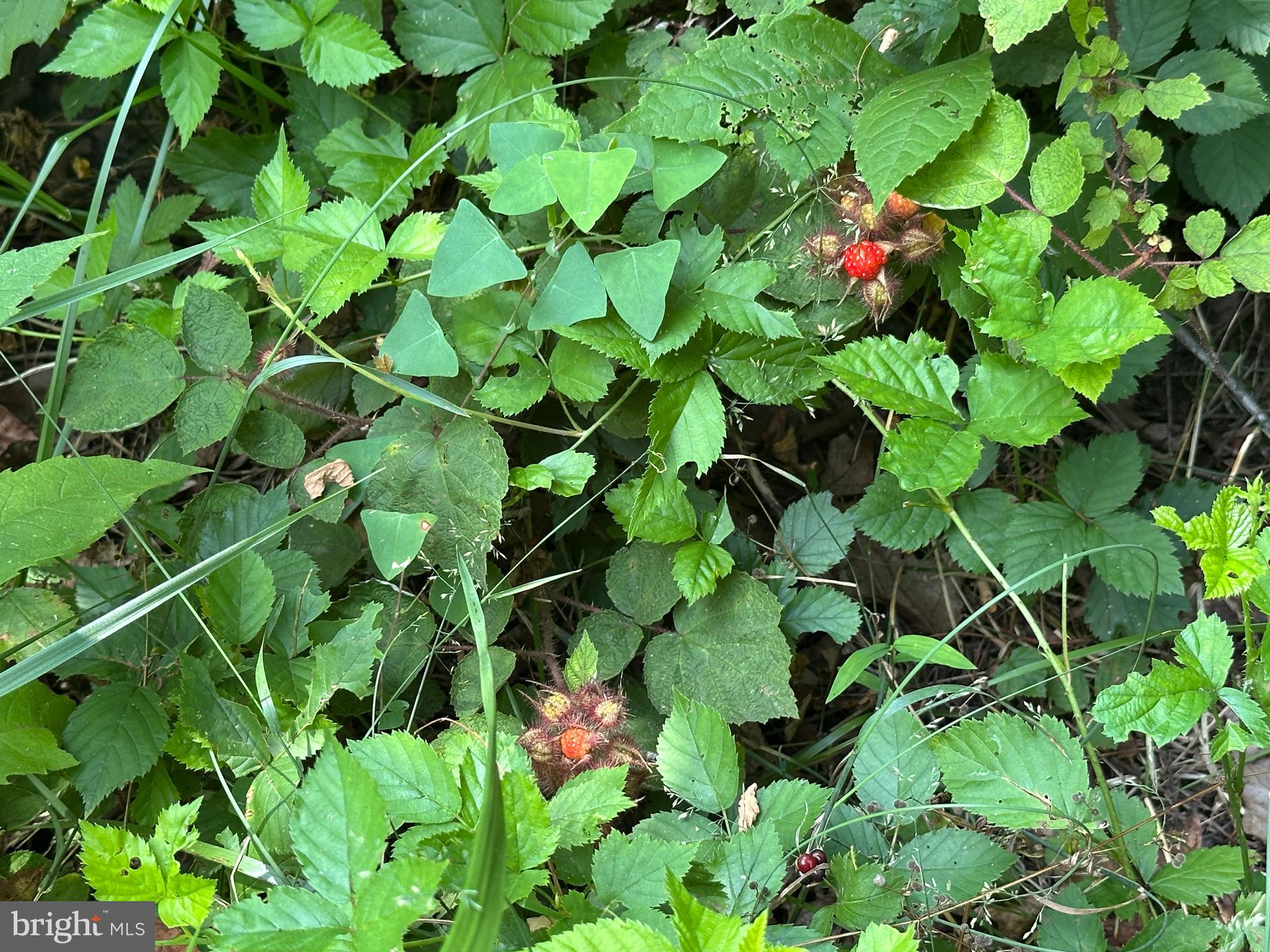 WHITSONS POINT - Land