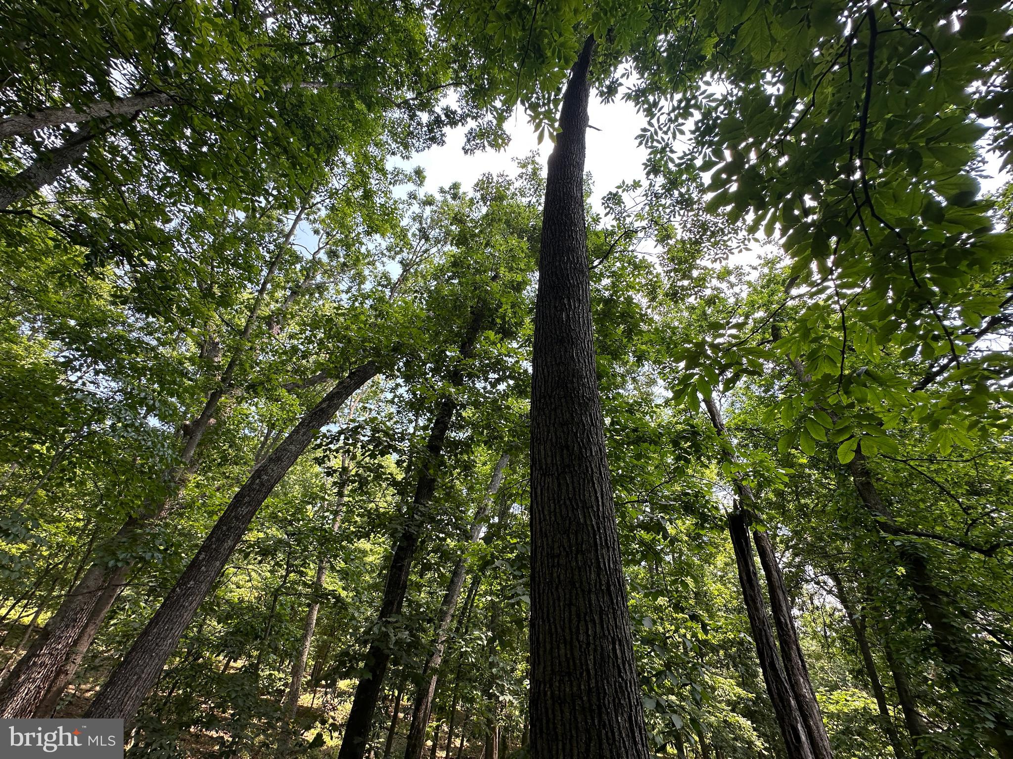 WHITSONS POINT - Land