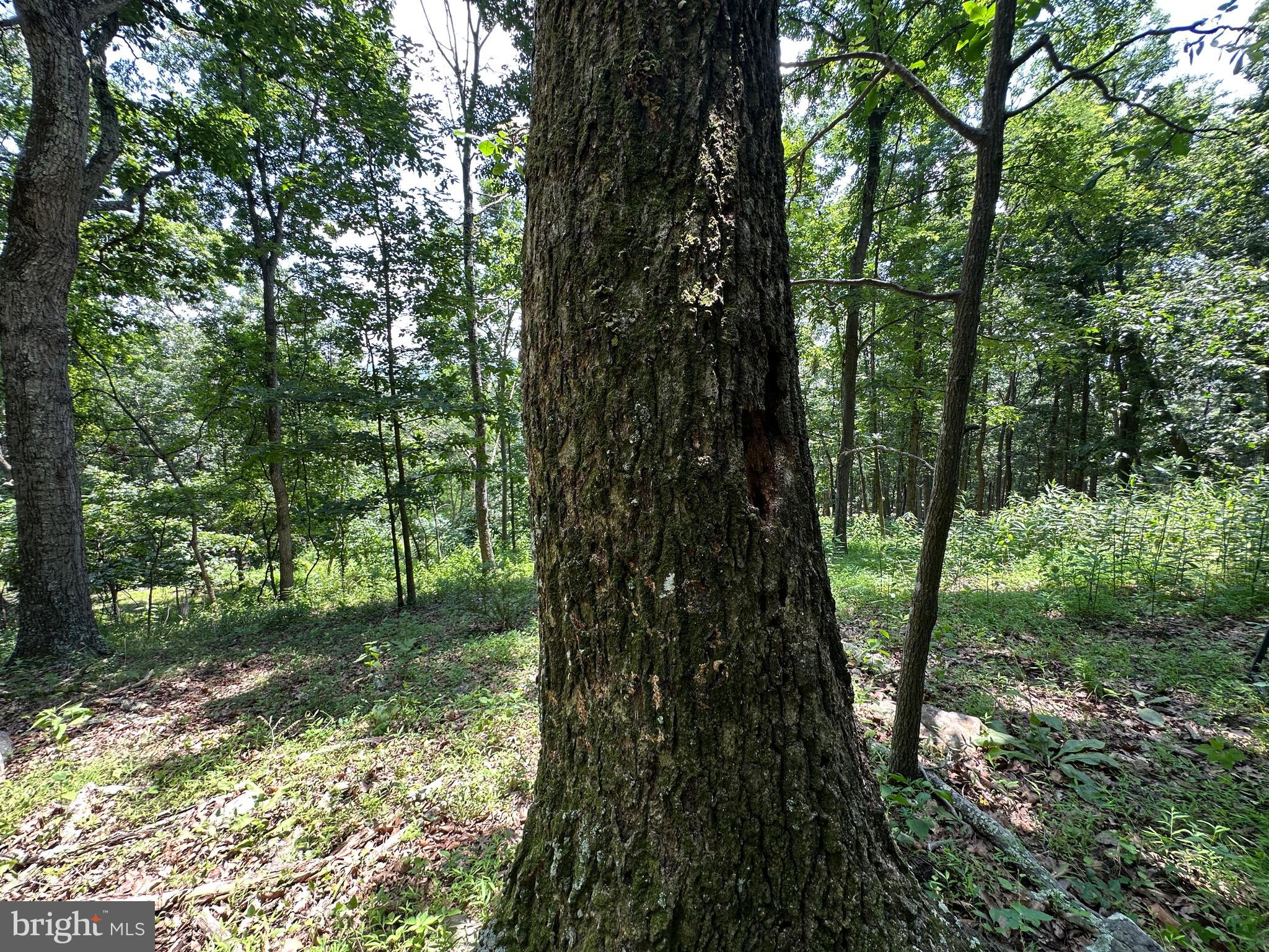 WHITSONS POINT - Land