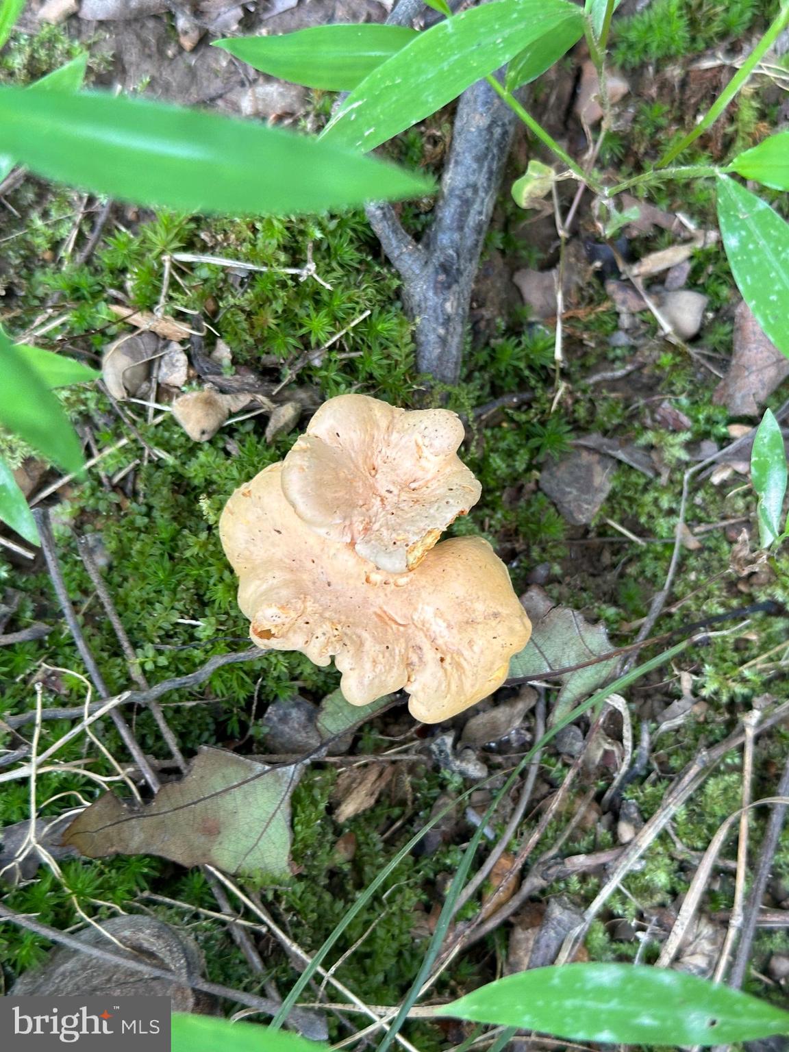 WHITSONS POINT - Land