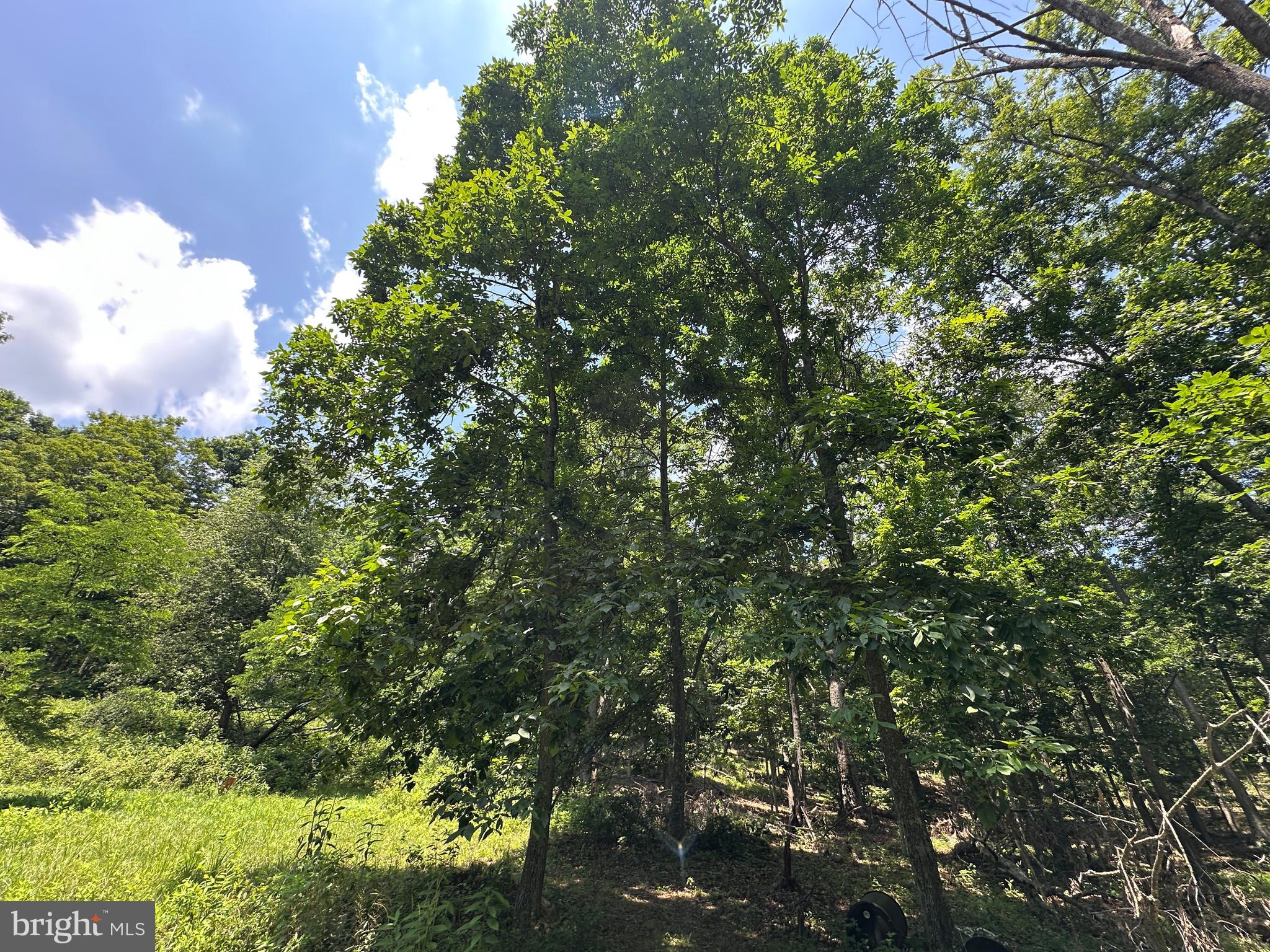 WHITSONS POINT - Land