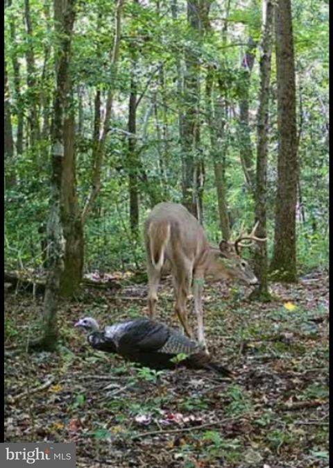 Vacant Land For Sale - Big Woods Road<br/> CHURCH HILL, MD 21623