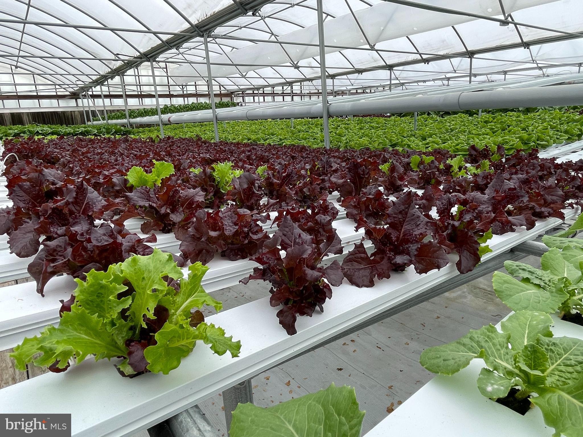Turn-key opportunity to operate a state of the art hydroponic farm in Wicomico County, MD. Huge upside potential to grow the business in retail and wholesale. 1/2 acre hydroponic greenhouse with 33,000 plant sites for lettuces, herbs and microgreens. Easily modified for other plants or flowers. on 5 acres. All equipment and owner's contact list included with the lease. Supplies can be inventoried and included.
Original 4 bays constructed in 2011 with 4 additional bays added in 2014. Includes small office, cooler, wash tables and dock.
5 acres allows plenty of room for trucks.
Route 50 Retail Outlet/bakery also available for lease $3,500 or sale $495,000.