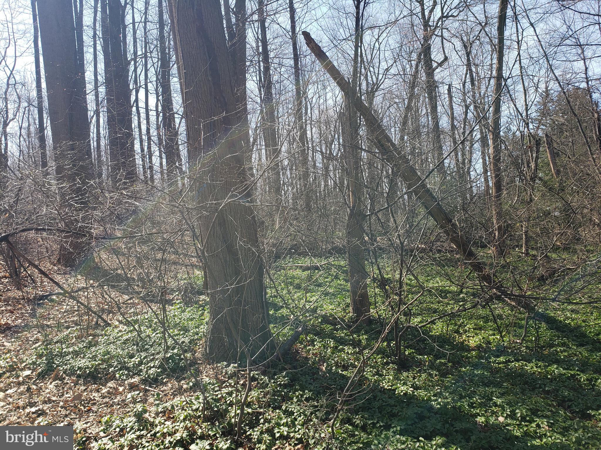 731 LOCUST GROVE ROAD