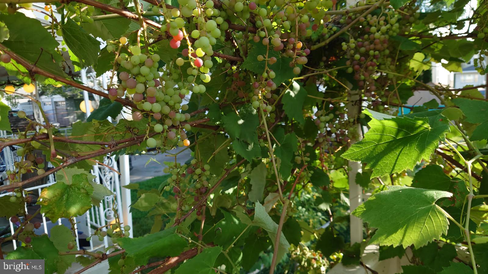 ACHEY LANE - Residential