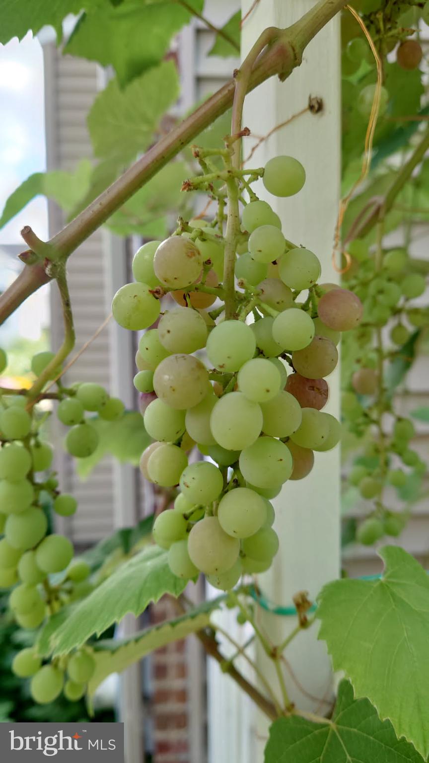 ACHEY LANE - Residential