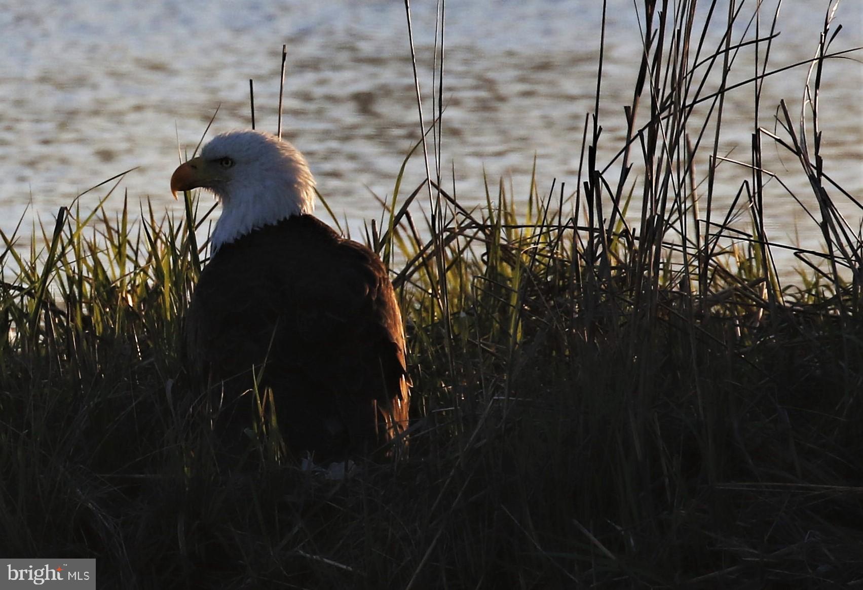 PORT PROVIDENCE - Residential