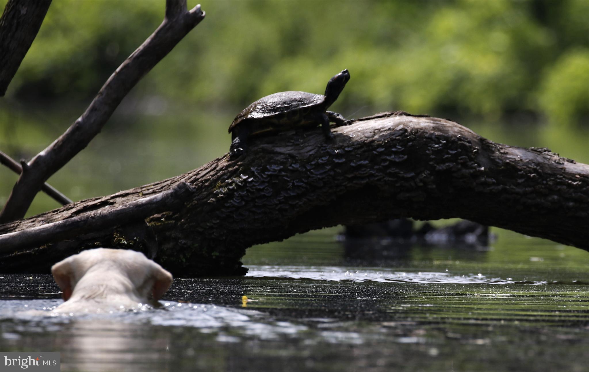 PORT PROVIDENCE - Residential