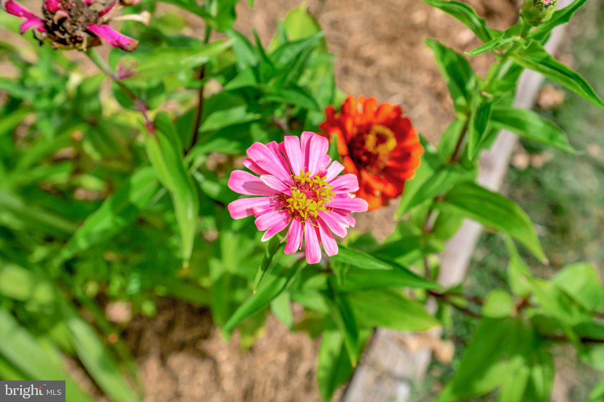 BELMONT - Residential