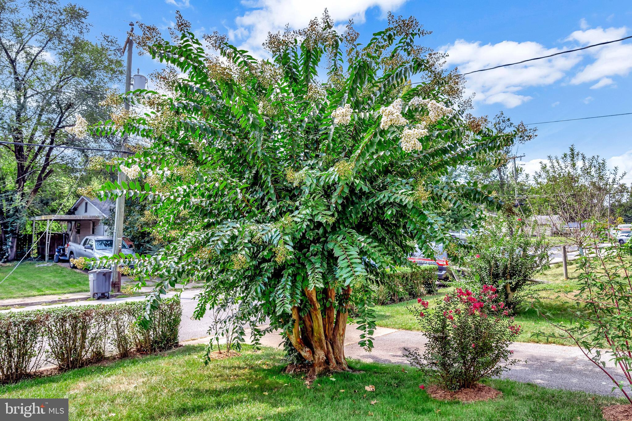 BELMONT - Residential