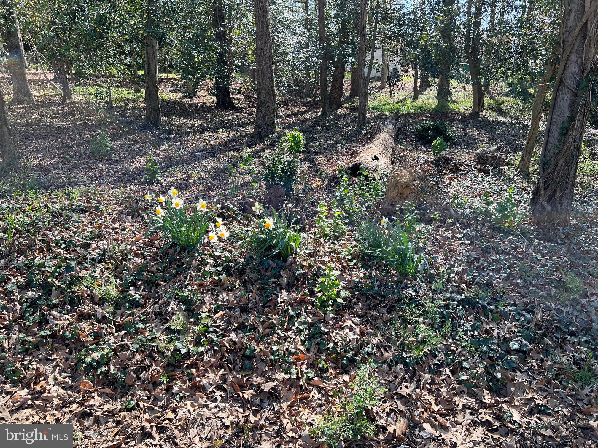 FRIENDLY HILLS - Land