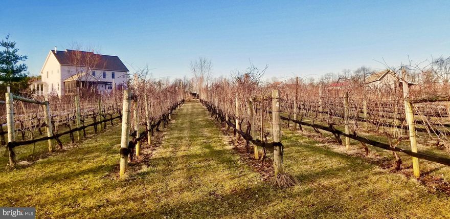 Custom 4Br house on 16 acres divided by streams and treelines. Beautiful lot includes 3 ac. of vineyard, currently selling to Loudoun wineries.