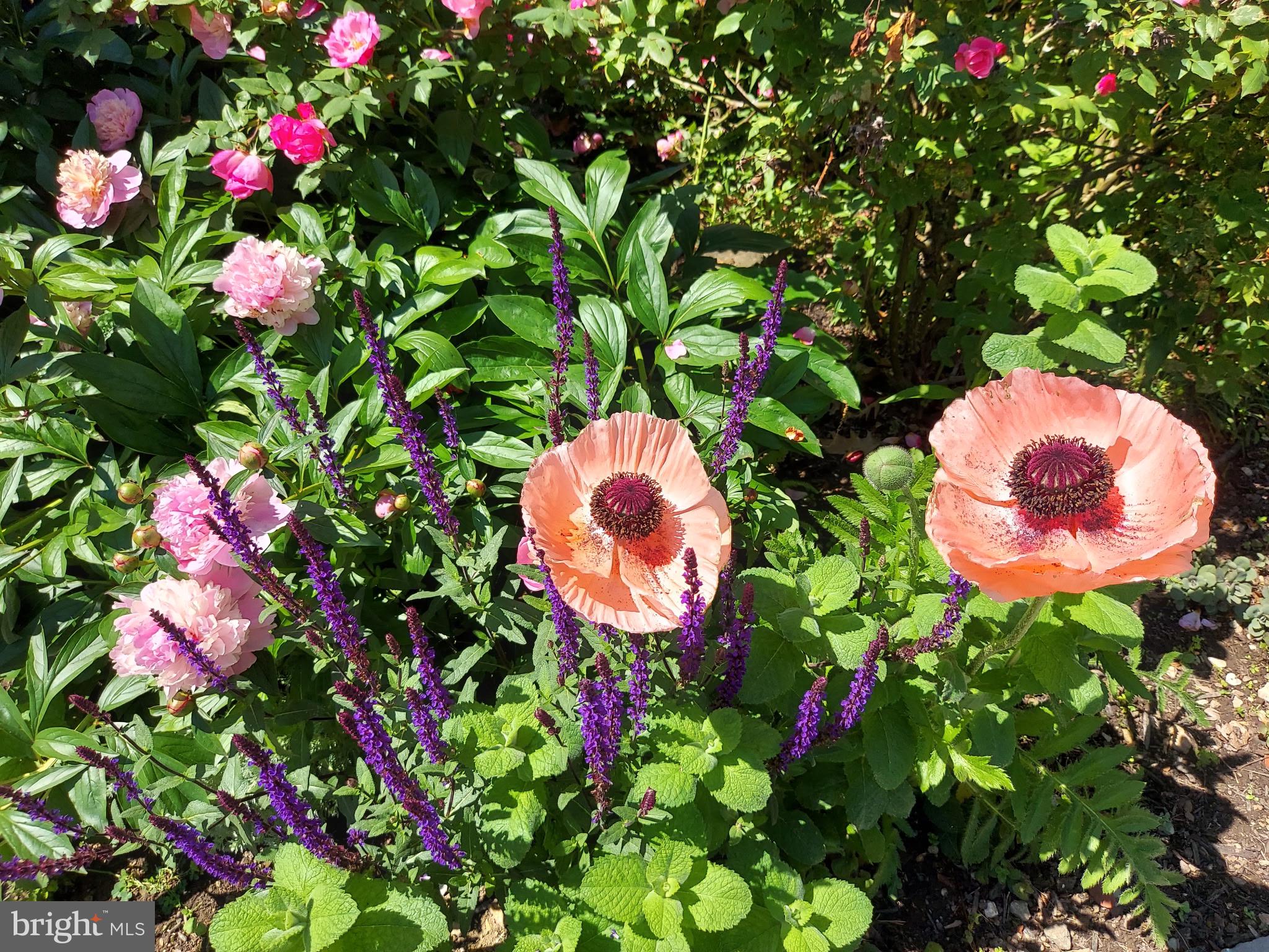 LAKE MEADE - Residential