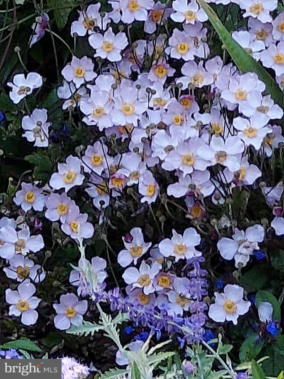 LAKE MEADE - Residential