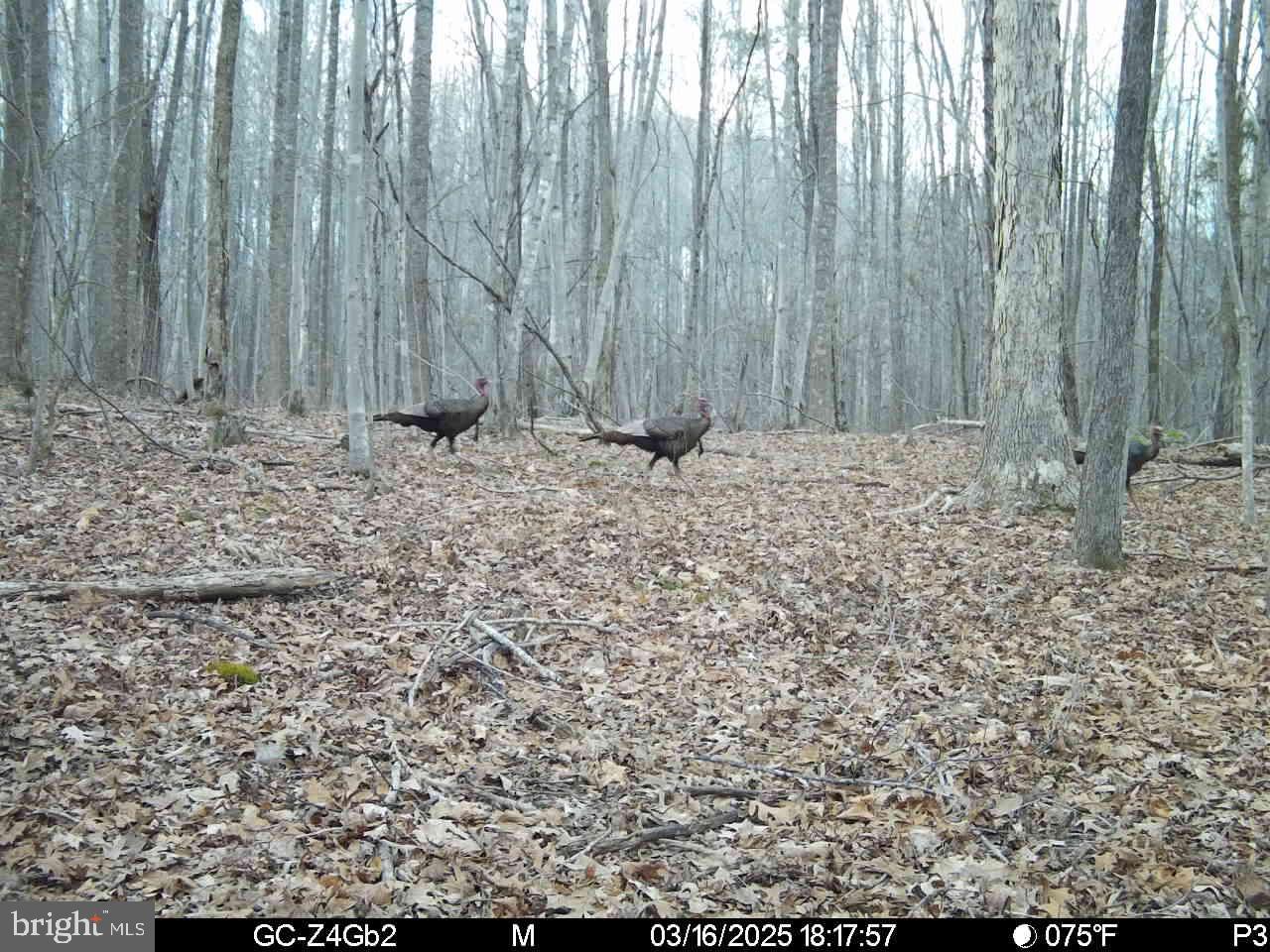 BUCKINGHAM COUNTY - Land