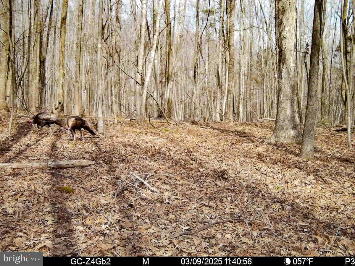 BUCKINGHAM COUNTY - Land