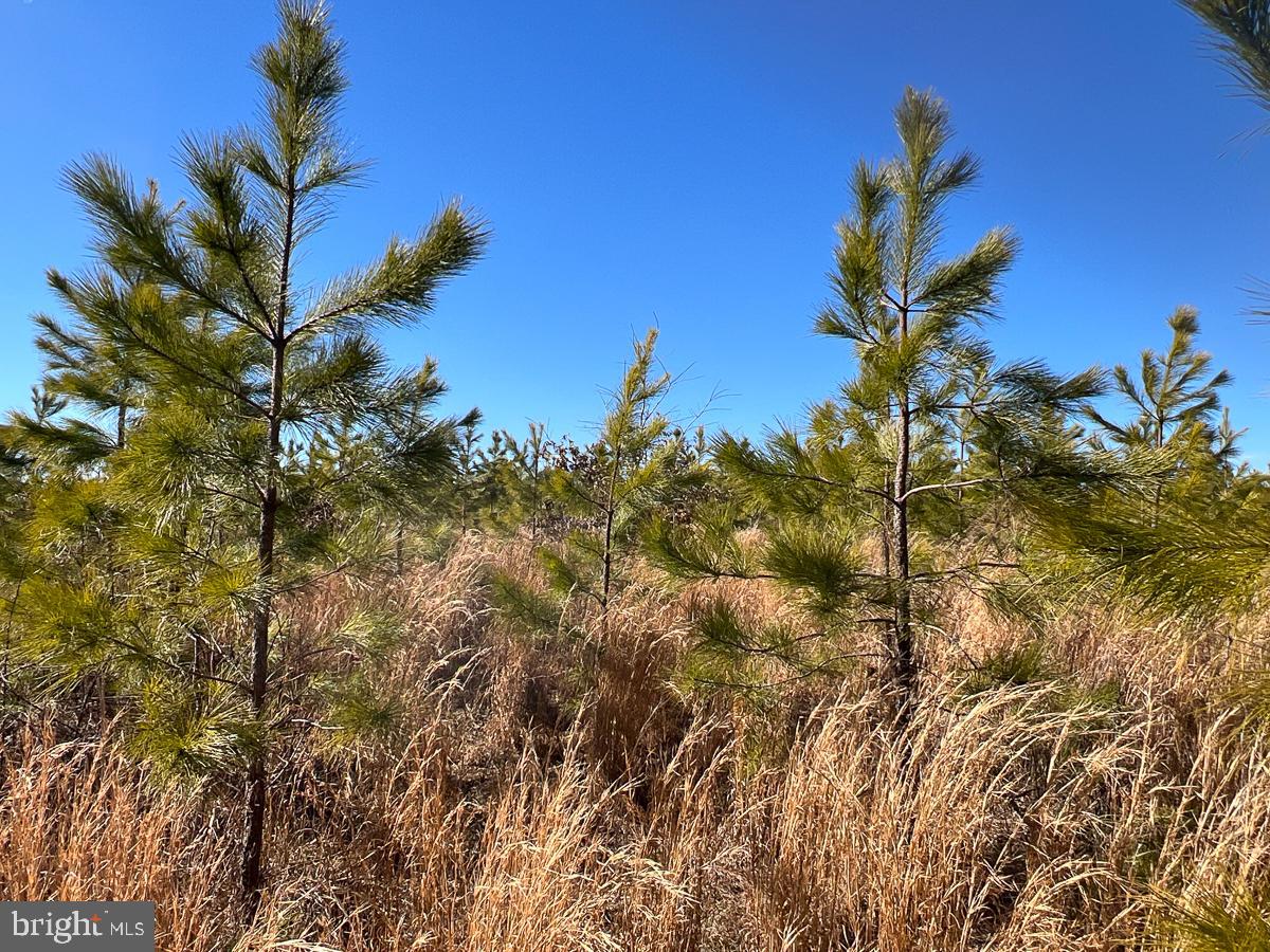 BUCKINGHAM COUNTY - Land