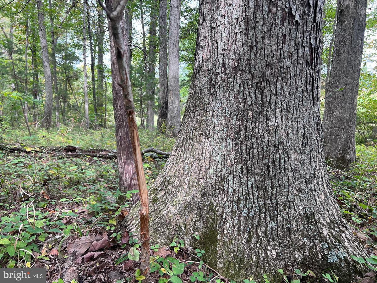 BUCKINGHAM COUNTY - Land