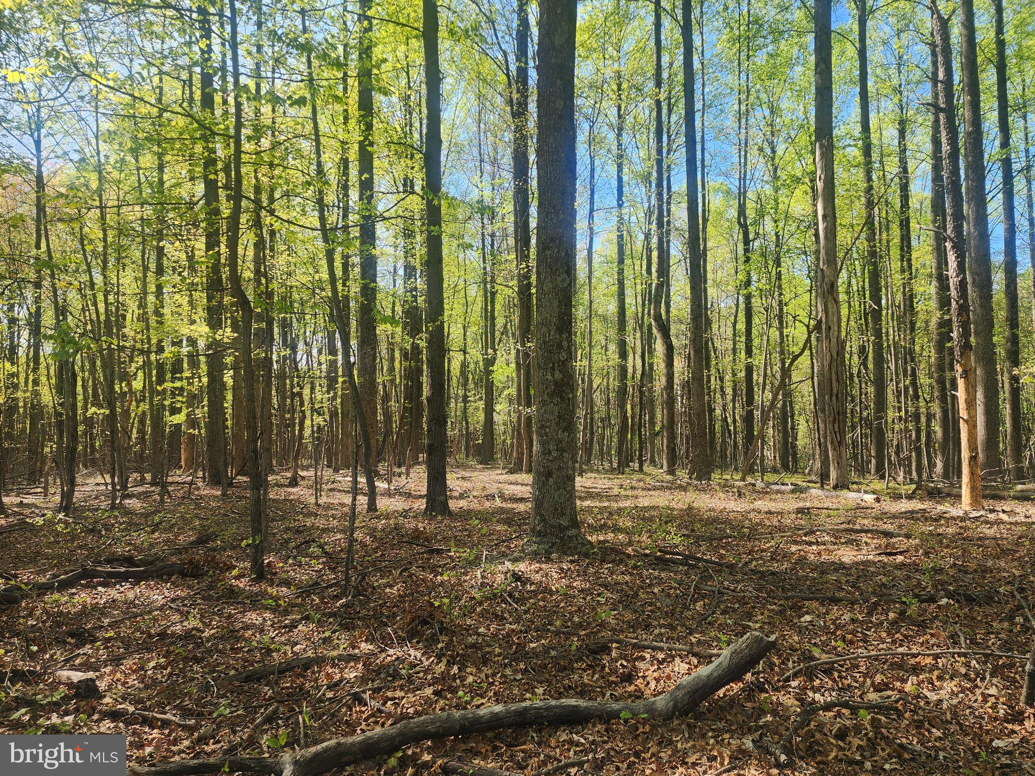 SPRING GAP MOUNTAIN - Land