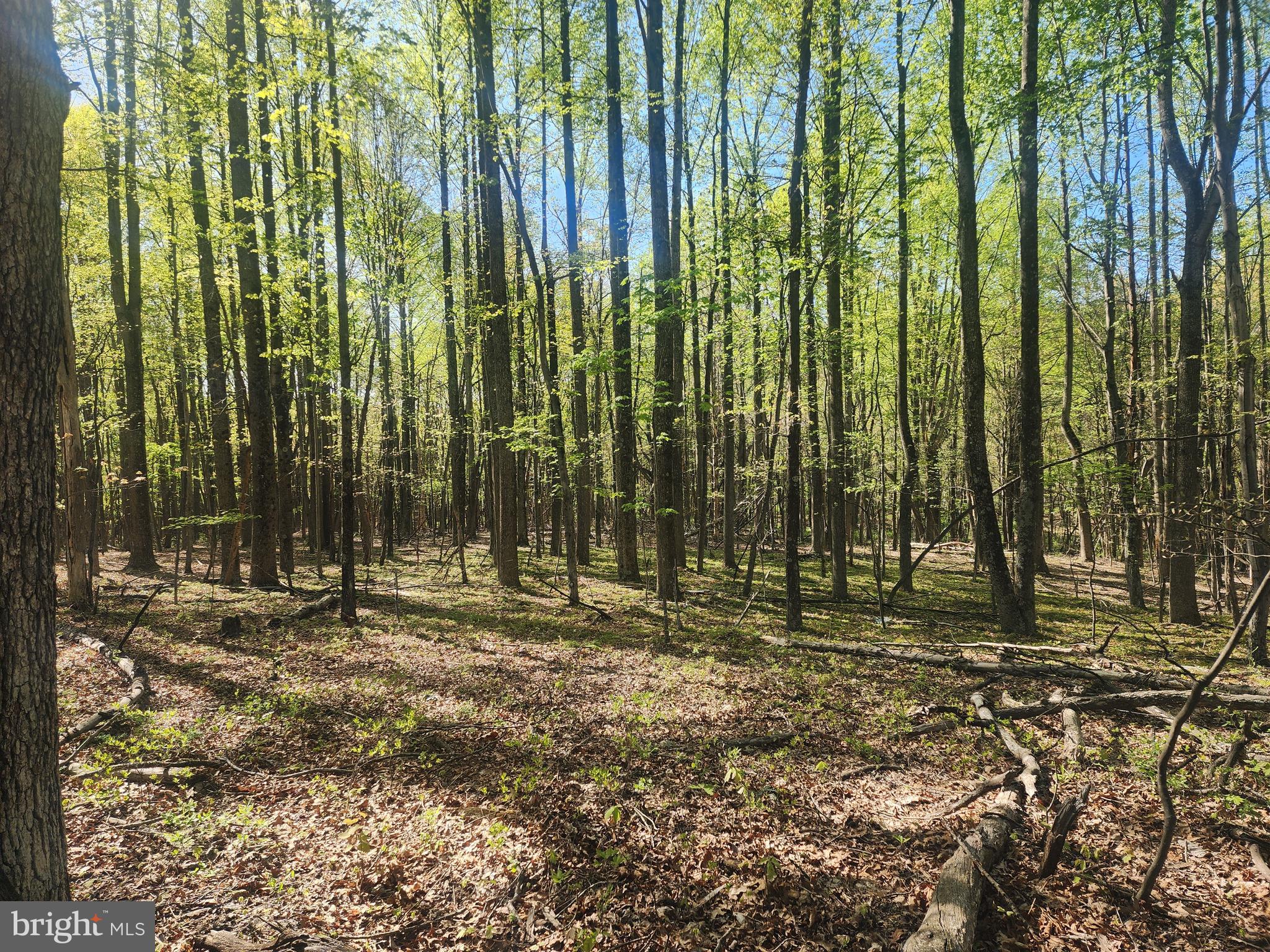 SPRING GAP MOUNTAIN - Land