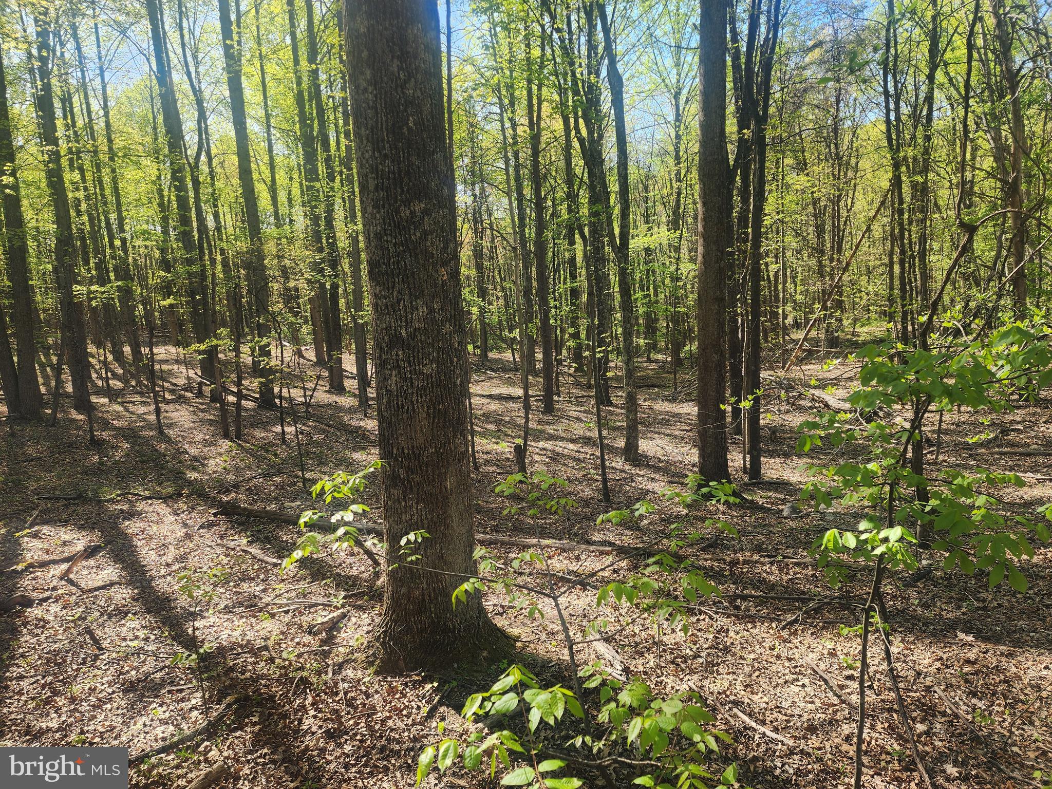 SPRING GAP MOUNTAIN - Land