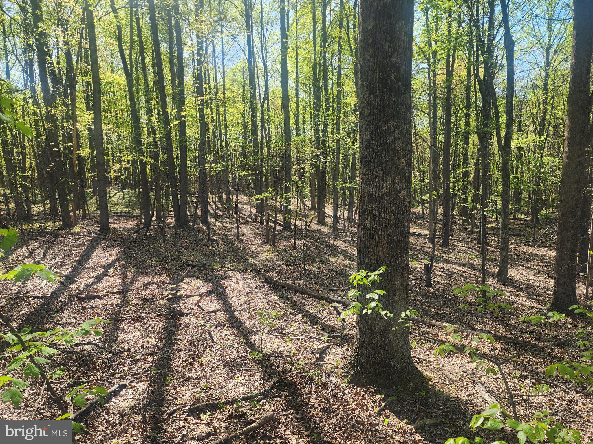 SPRING GAP MOUNTAIN - Land