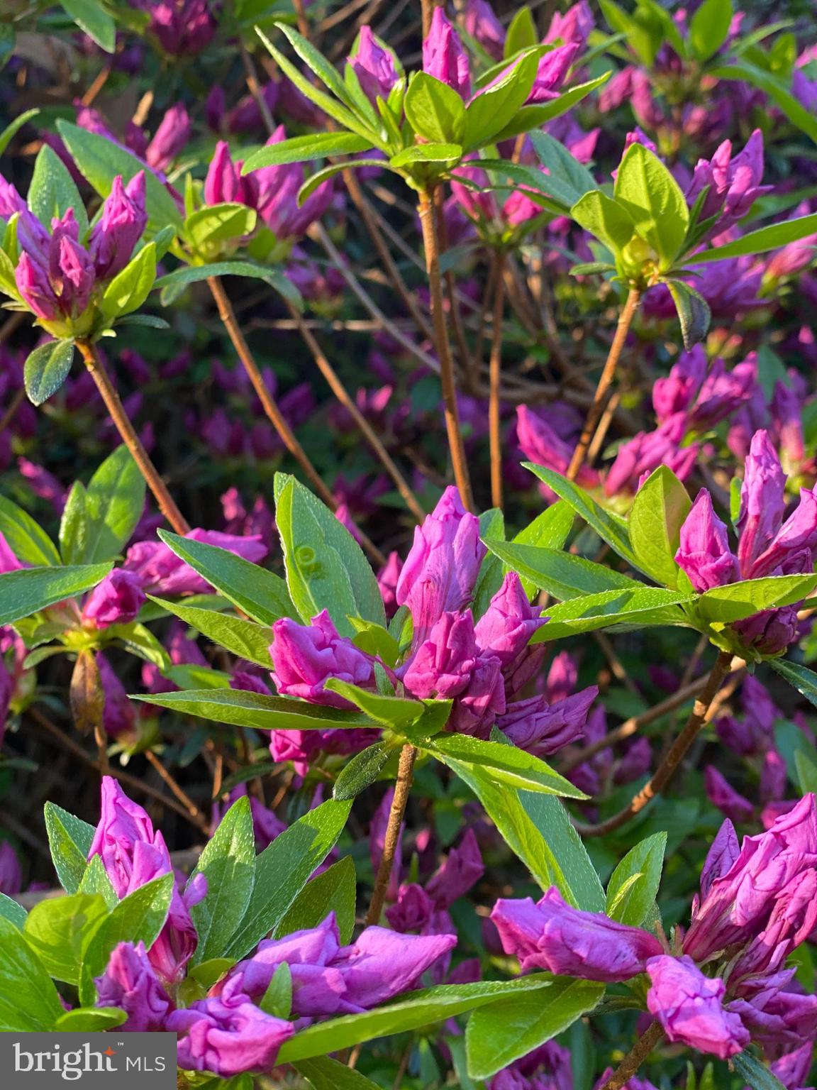 WATERBURY HEIGHTS - Residential