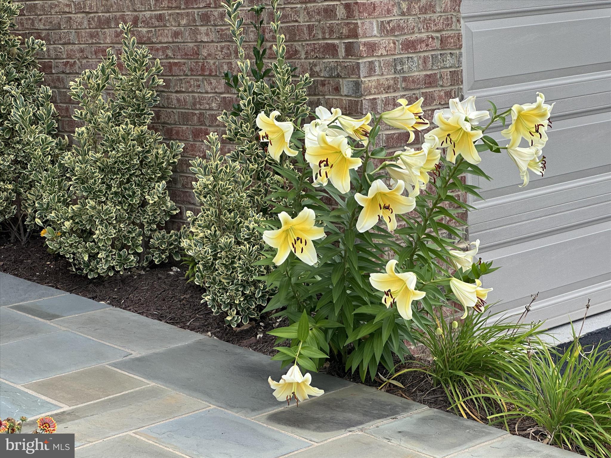 BIRCHWOOD AT BRAMBLETON - Residential