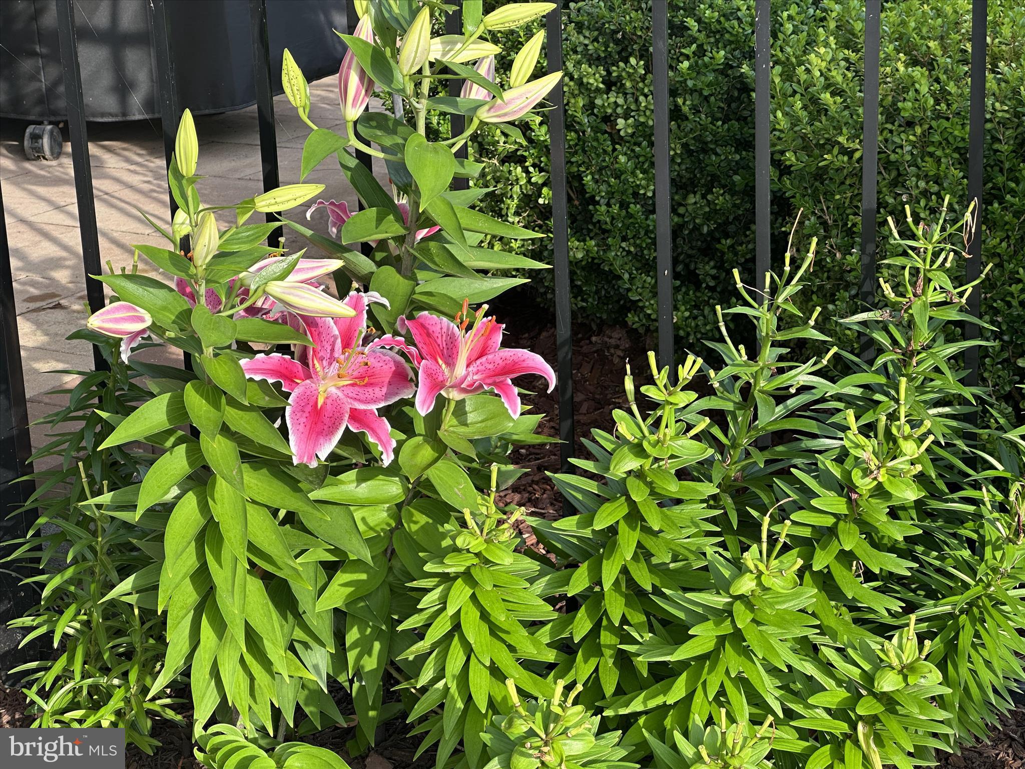 BIRCHWOOD AT BRAMBLETON - Residential