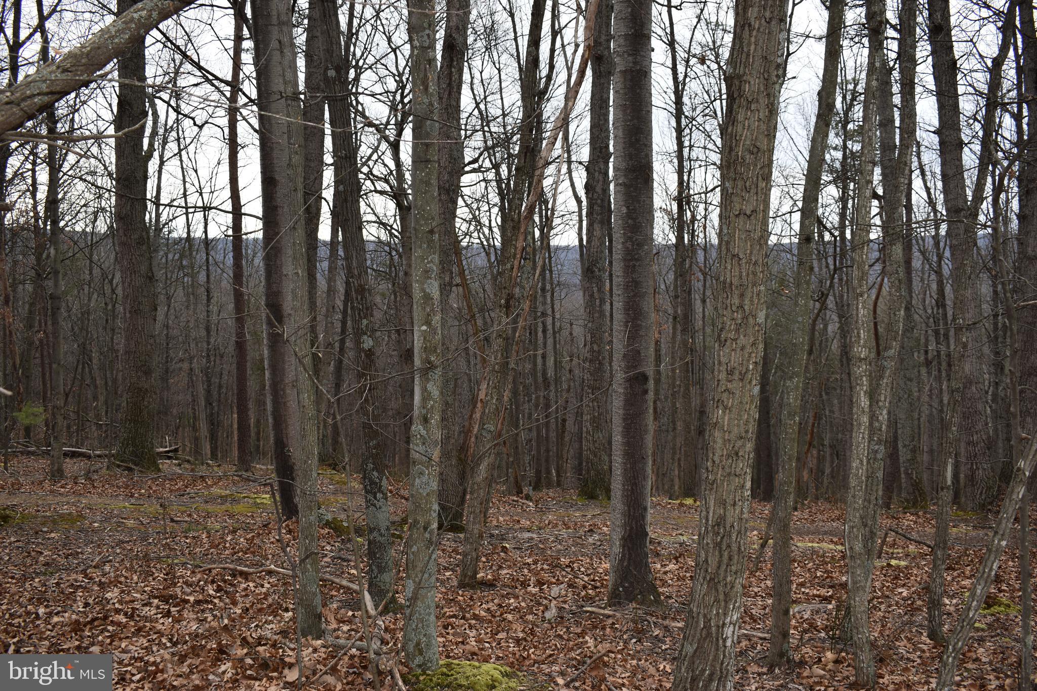 COLONIAL VILLAGE - Residential