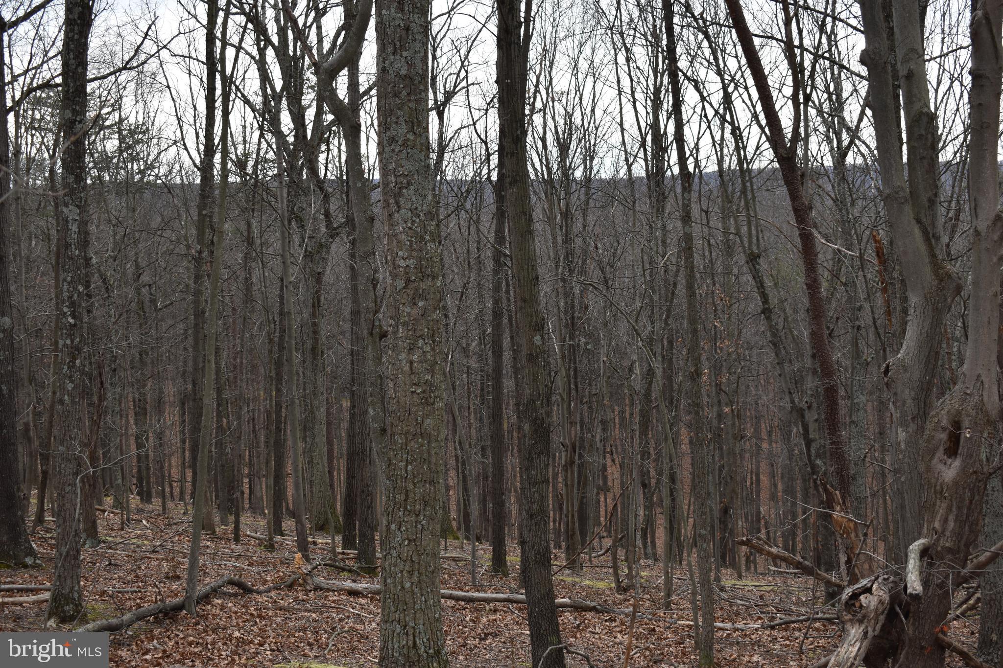 COLONIAL VILLAGE - Residential