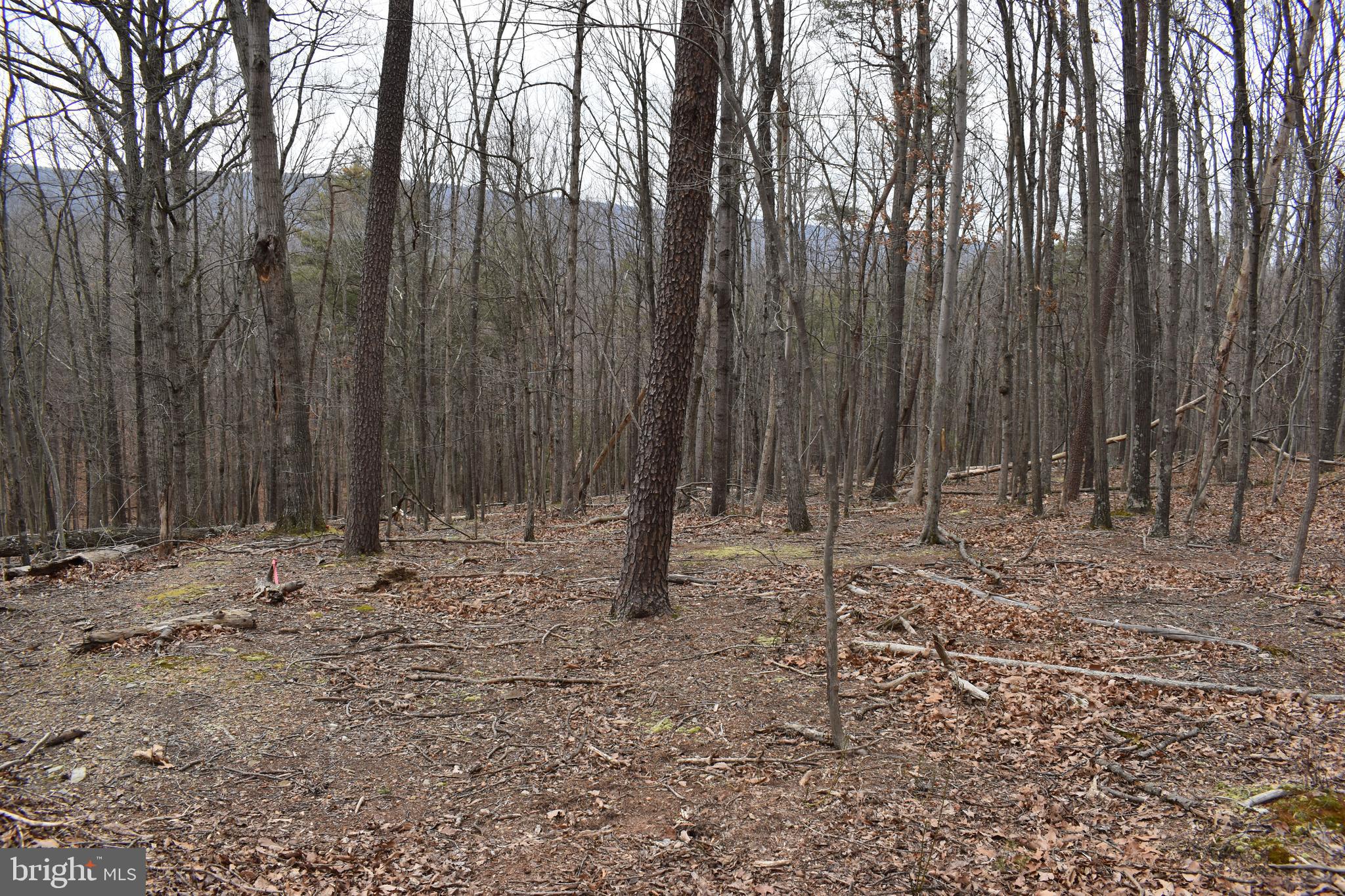 COLONIAL VILLAGE - Residential