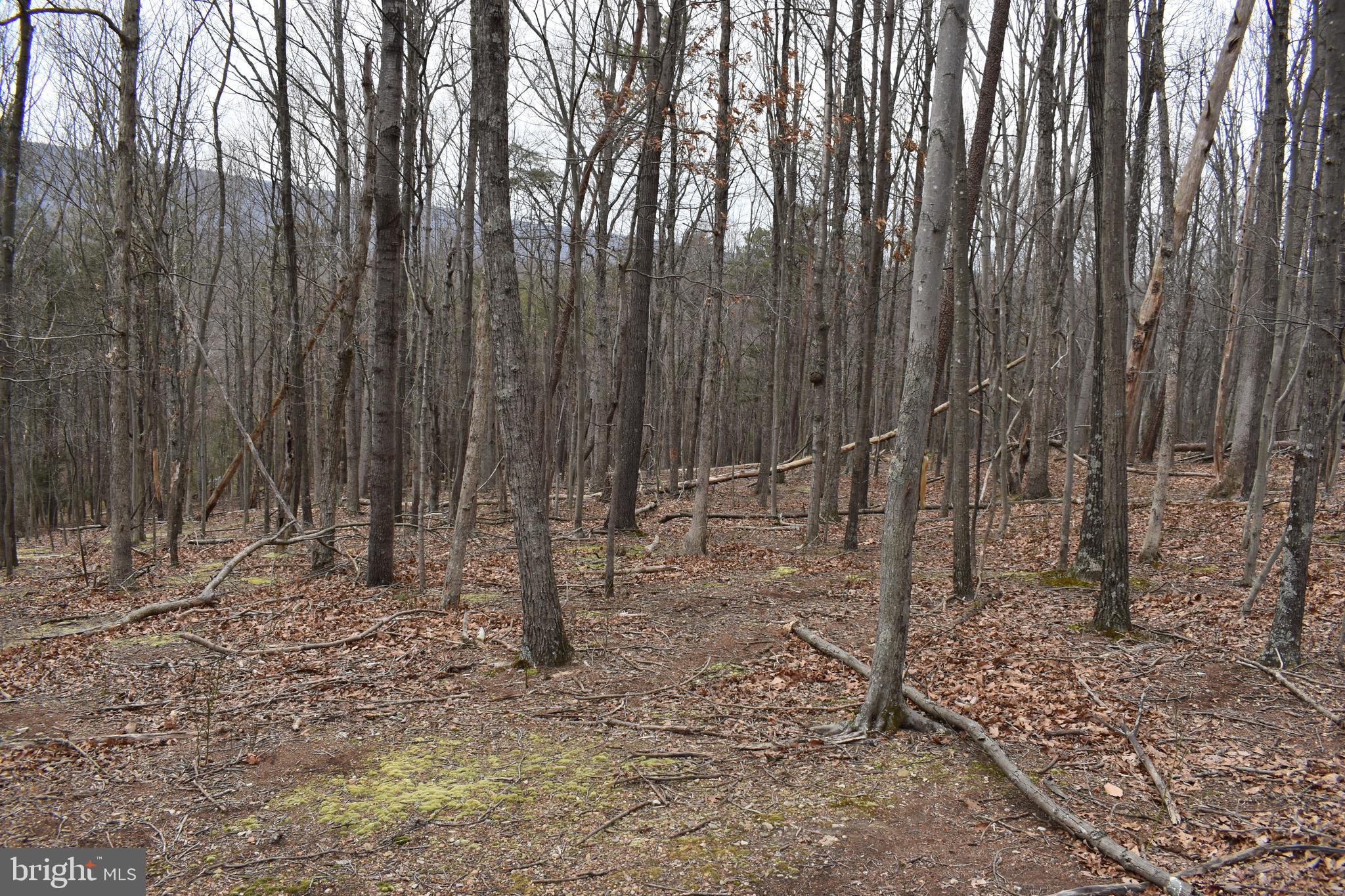 COLONIAL VILLAGE - Residential