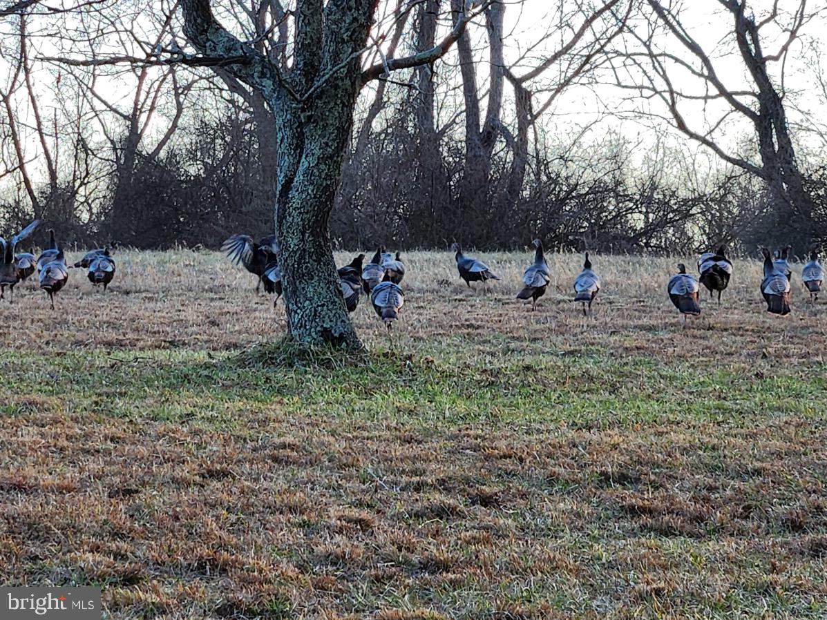 MIDDLEBURG - Residential