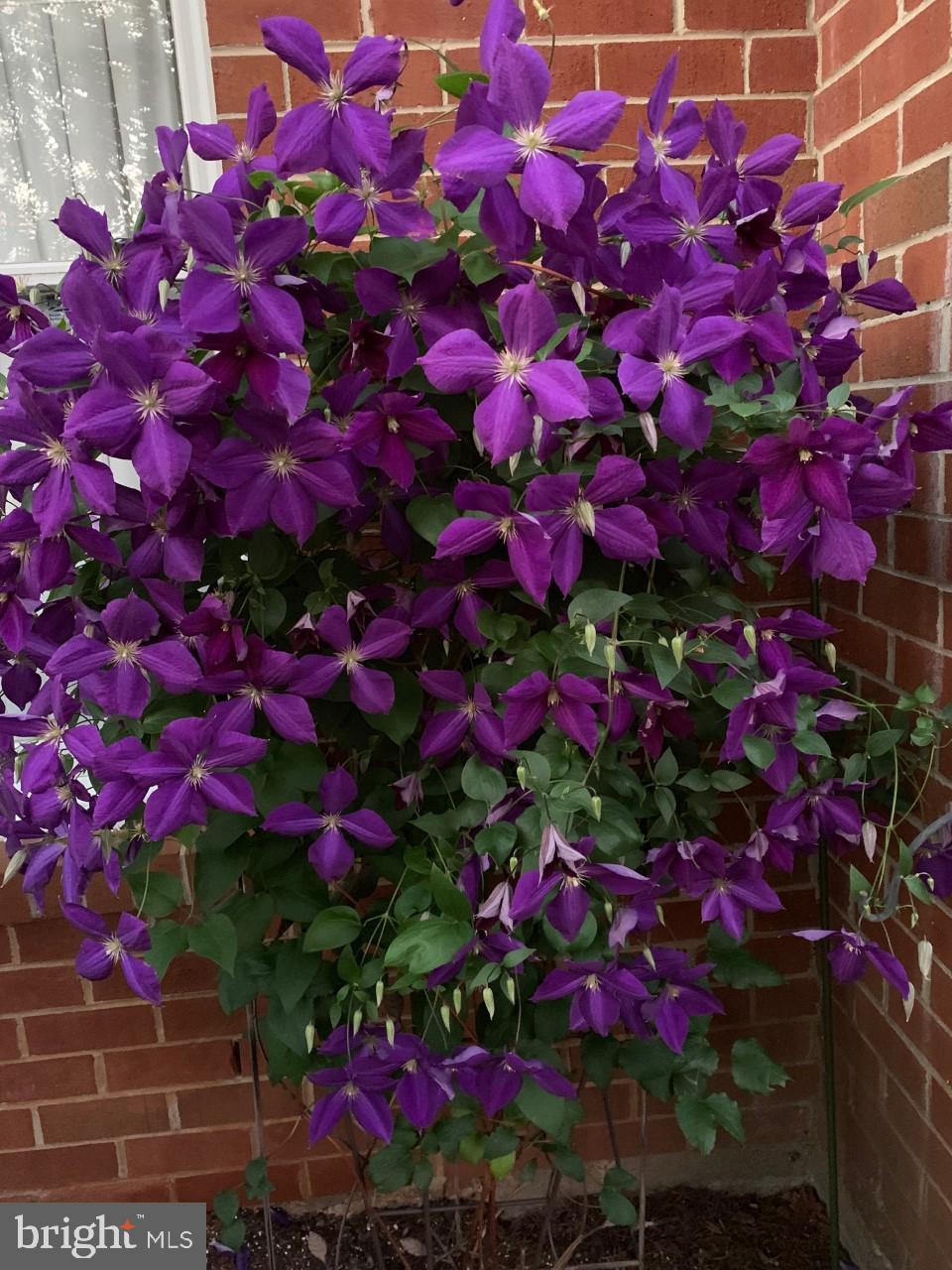 OAKBOROUGH SQUARE - Residential