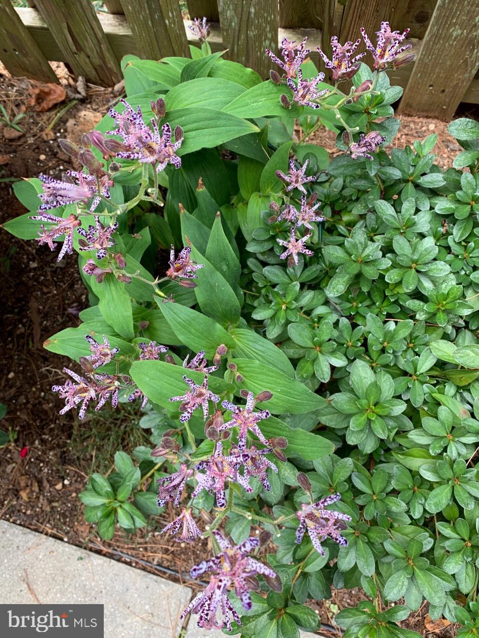 OAKBOROUGH SQUARE - Residential