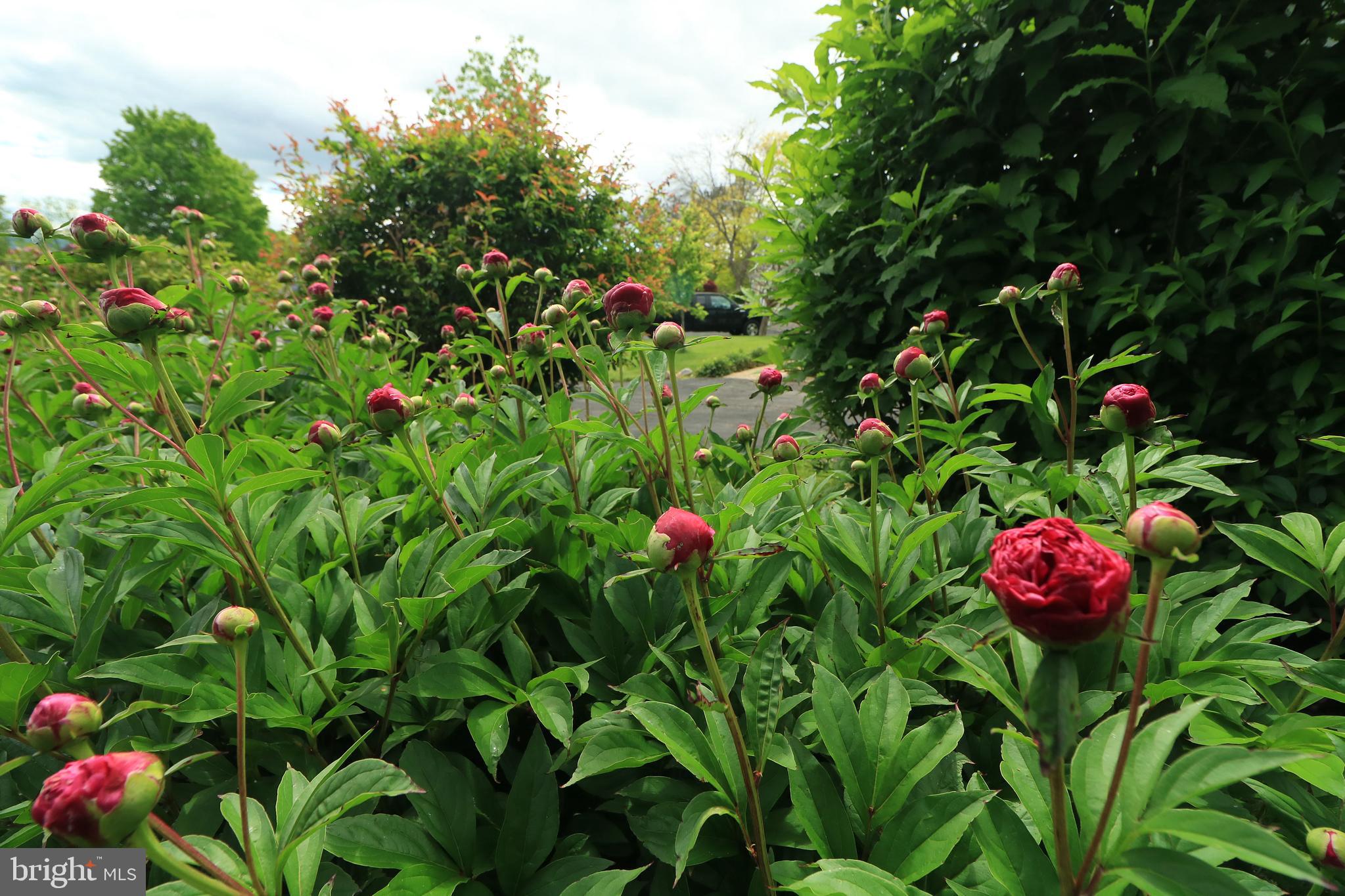 PARK FOREST VILLAGE - Residential