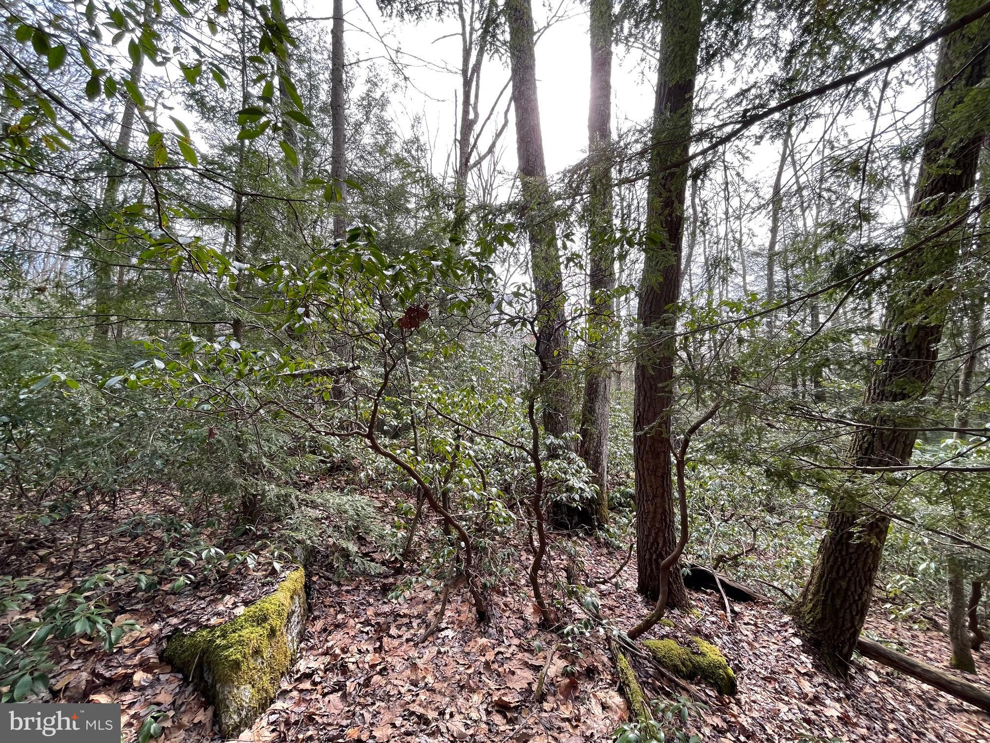 PINEY MOUNTAIN CORP - Land