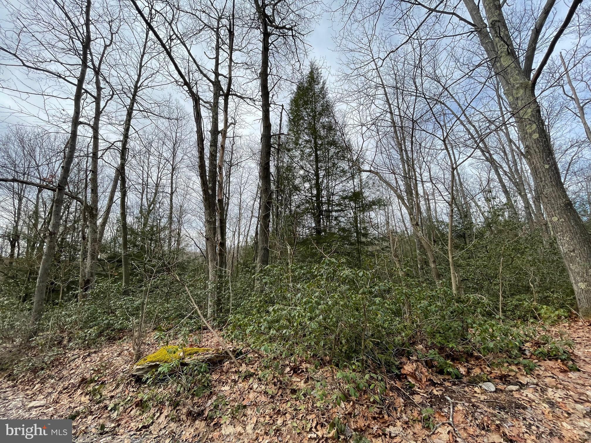 PINEY MOUNTAIN CORP - Land