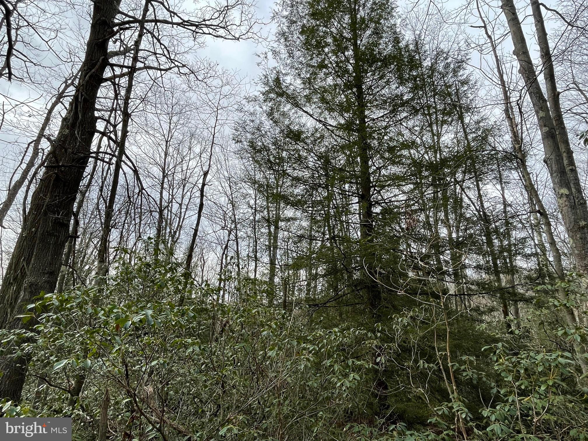 PINEY MOUNTAIN CORP - Land