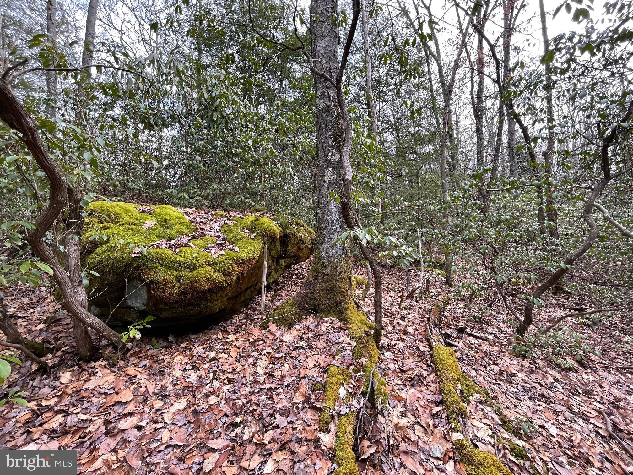 PINEY MOUNTAIN CORP - Land