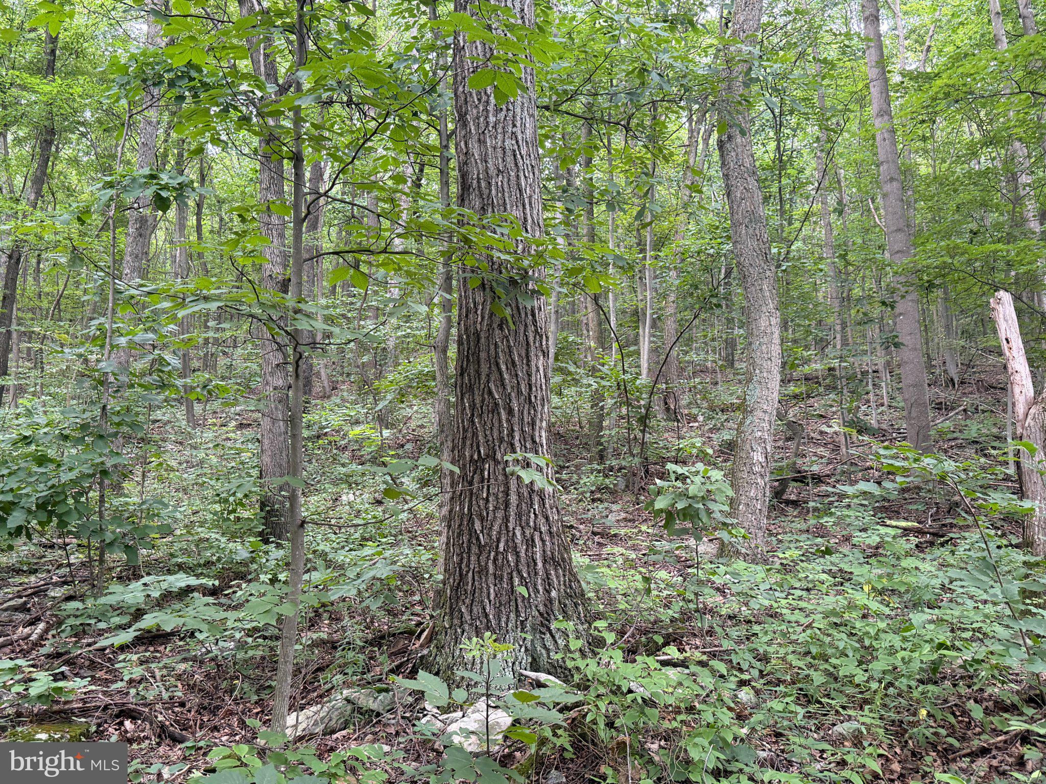 TRACT 2: 30.99+/- ACRES AT 872 FISCHER RD