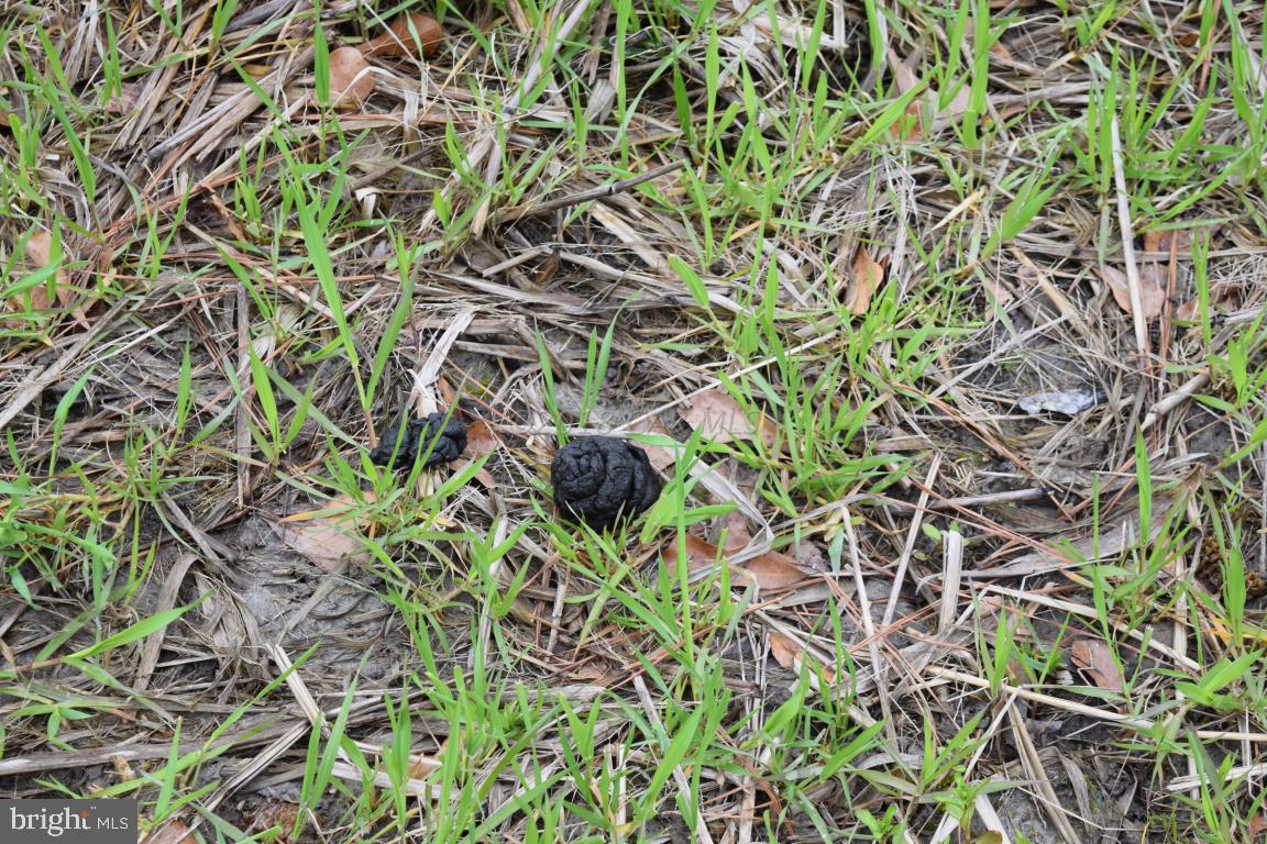 NONE AVAILABLE - Land