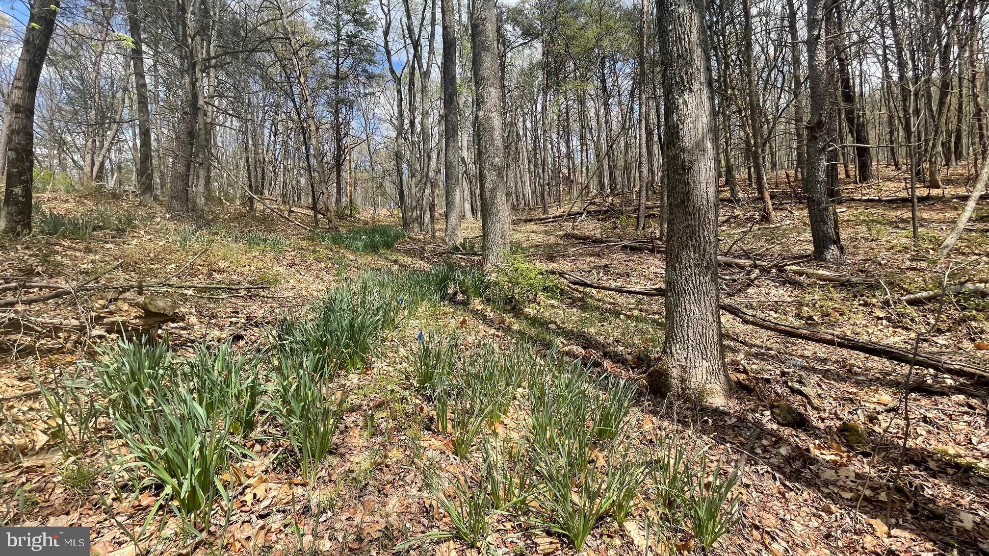 OWL HOLLOW CABINS - Residential