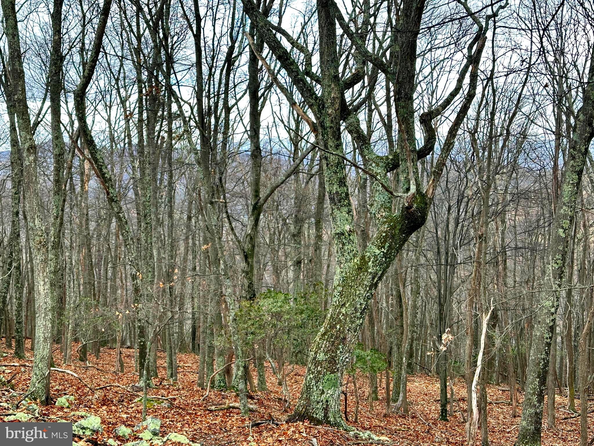 Imagine owning your very own heavily wooded, uncleared land, an ideal sanctuary for hunting enthusiasts. Follow the access road to the top of the property to check out the AWESOME VIEWS. With over 11 acs, embrace the chance to construct your dream country retreat amidst the untouched beauty of the raw forest, providing an unparalleled sense of peace and privacy. The path to owning your piece of heaven is at your fingertips. The terrain gives way to an expansive level area for building and electric service is available along the access road. Say goodbye to the noise and chaos of city life as you embark on a journey to a truly tranquil and idyllic retreat. Abundant wildlife has been reported in the area. For more information and to seize this rare opportunity, reach out today, and let your dreams of owning a picturesque escape become a delightful reality. The adjoining tracts (WV PT2000808) are also available for purchase. Increase your ownership by another 20 acres.