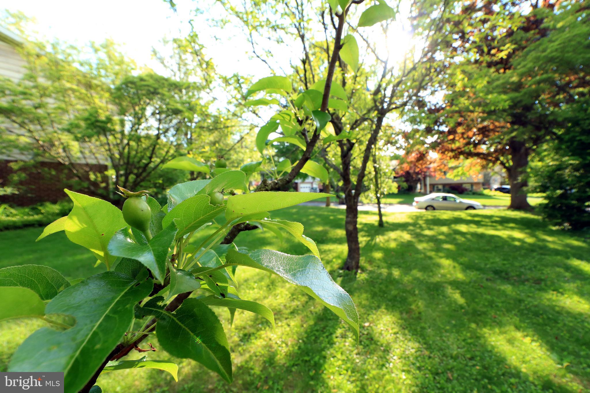 GREENTREE - Residential