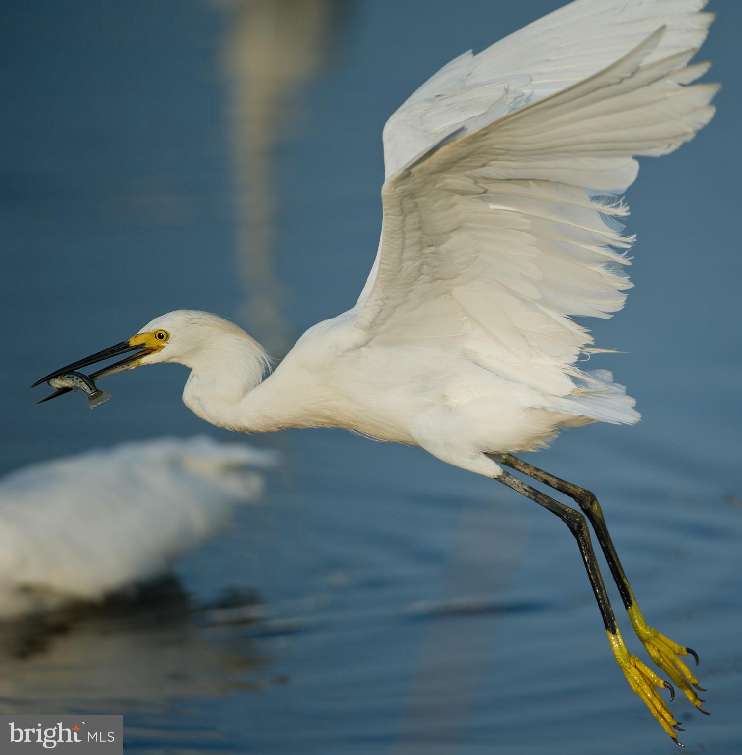 WOLFE RUNNE - Residential