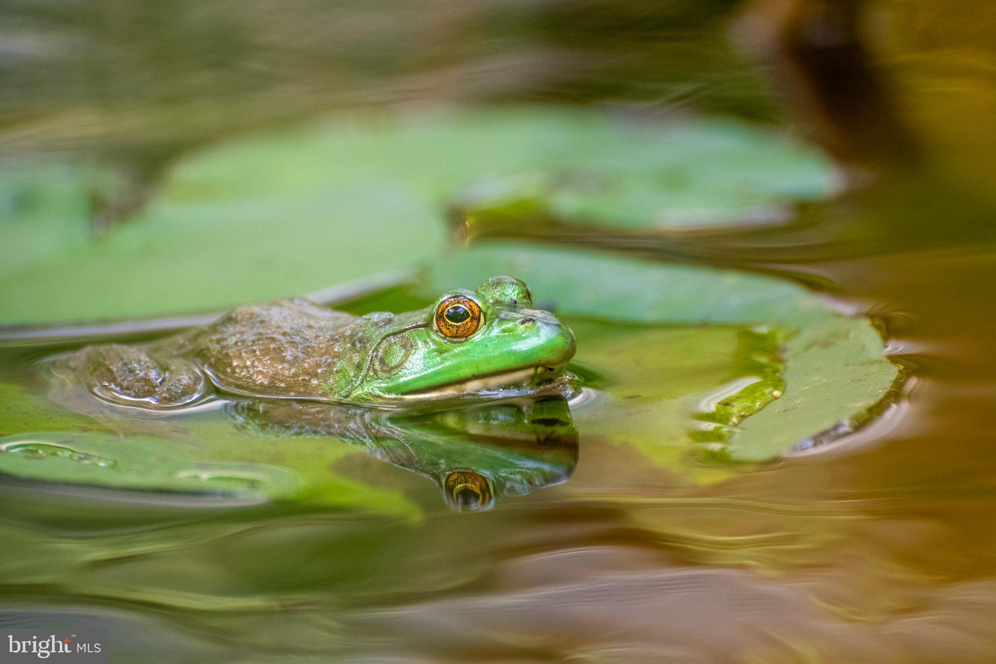 WOLFE RUNNE - Residential