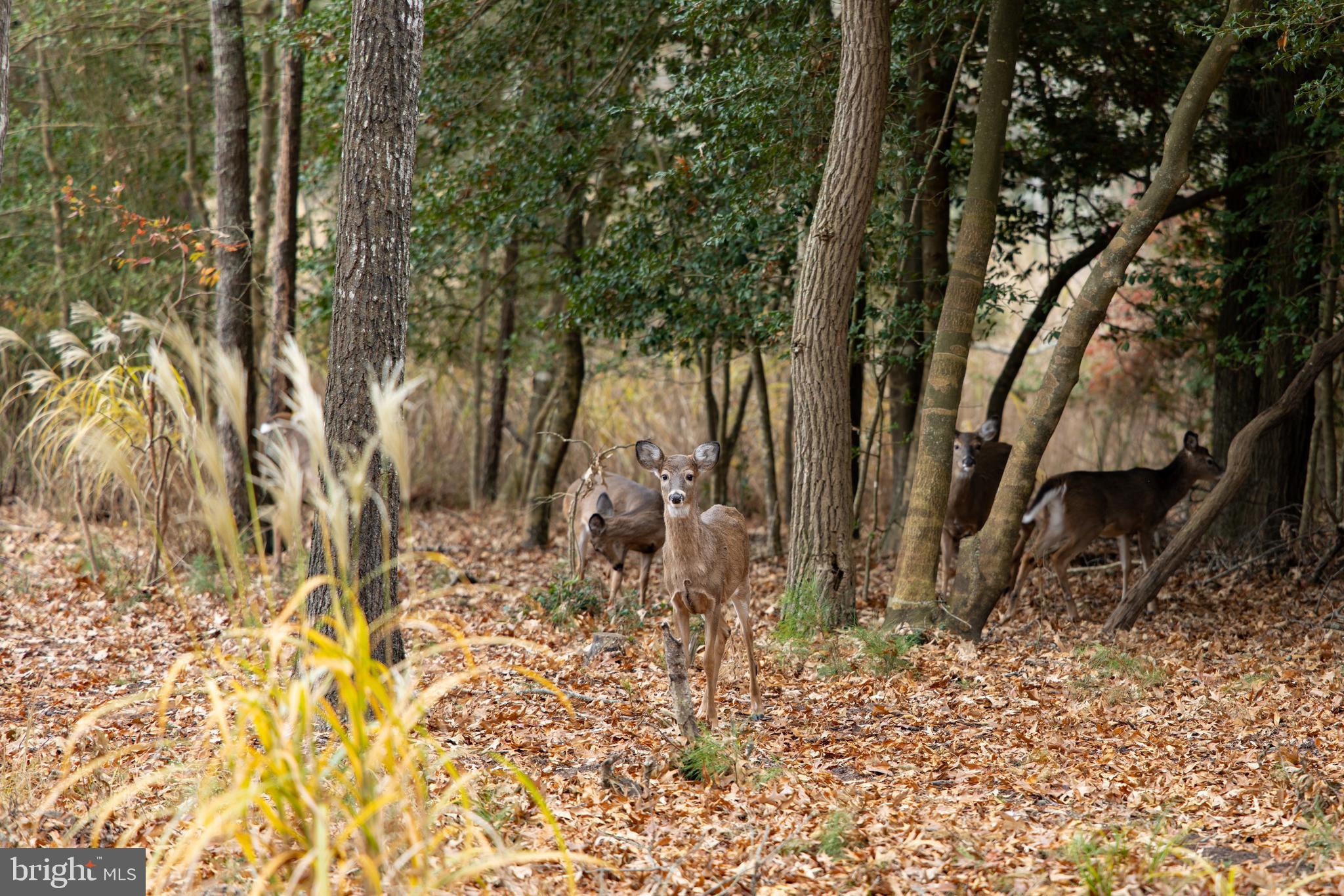 WOLFE RUNNE - Residential