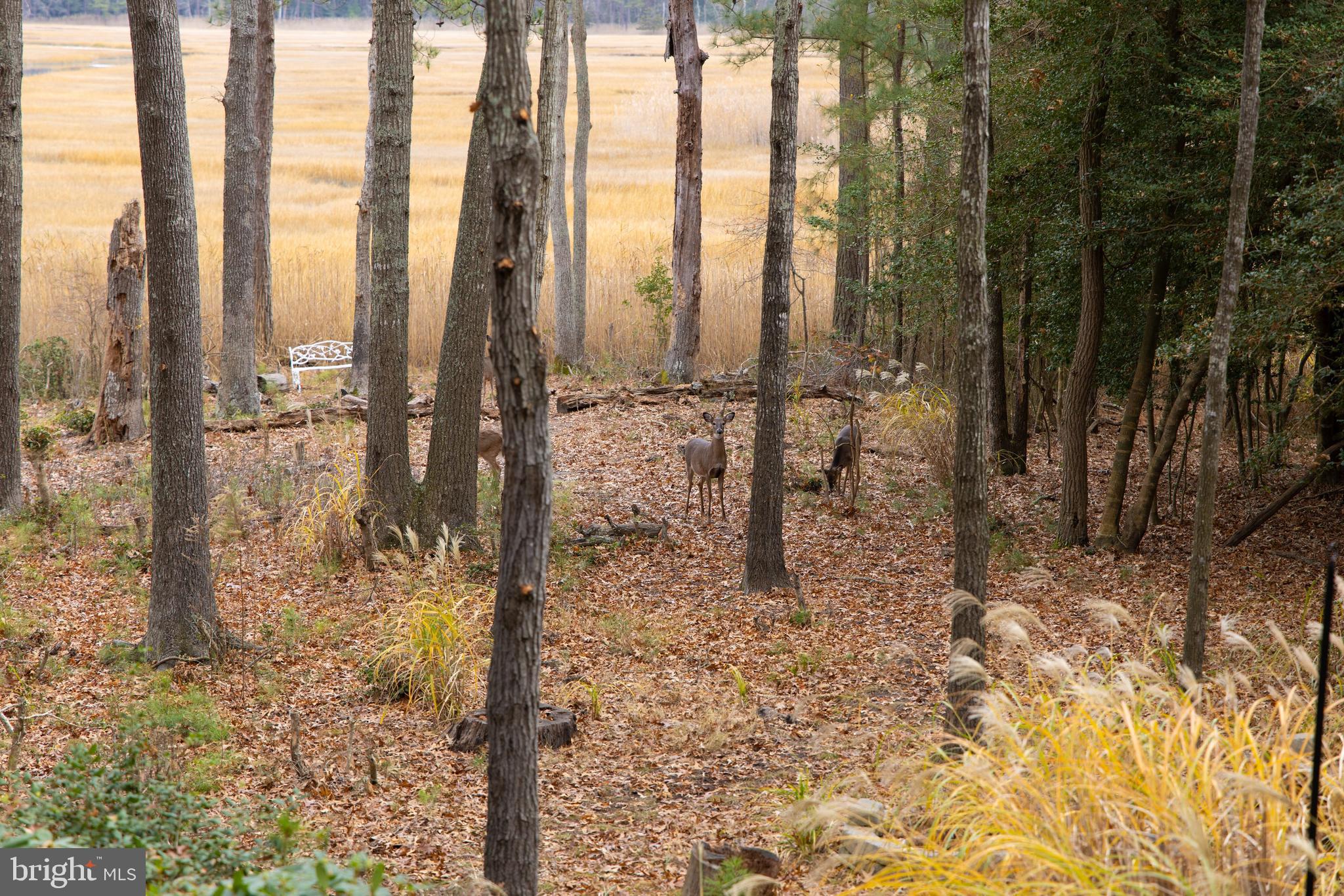 WOLFE RUNNE - Residential